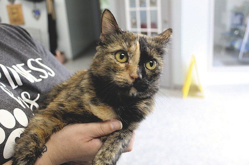 Kevin McClintock: Two young cats with herpes ready for adoption to a loving home